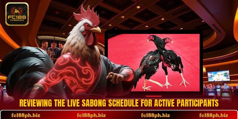Reviewing the live sabong schedule for active participants